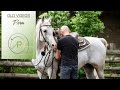 European Horsemanship (Old) videos: starting an old Arabian stallion