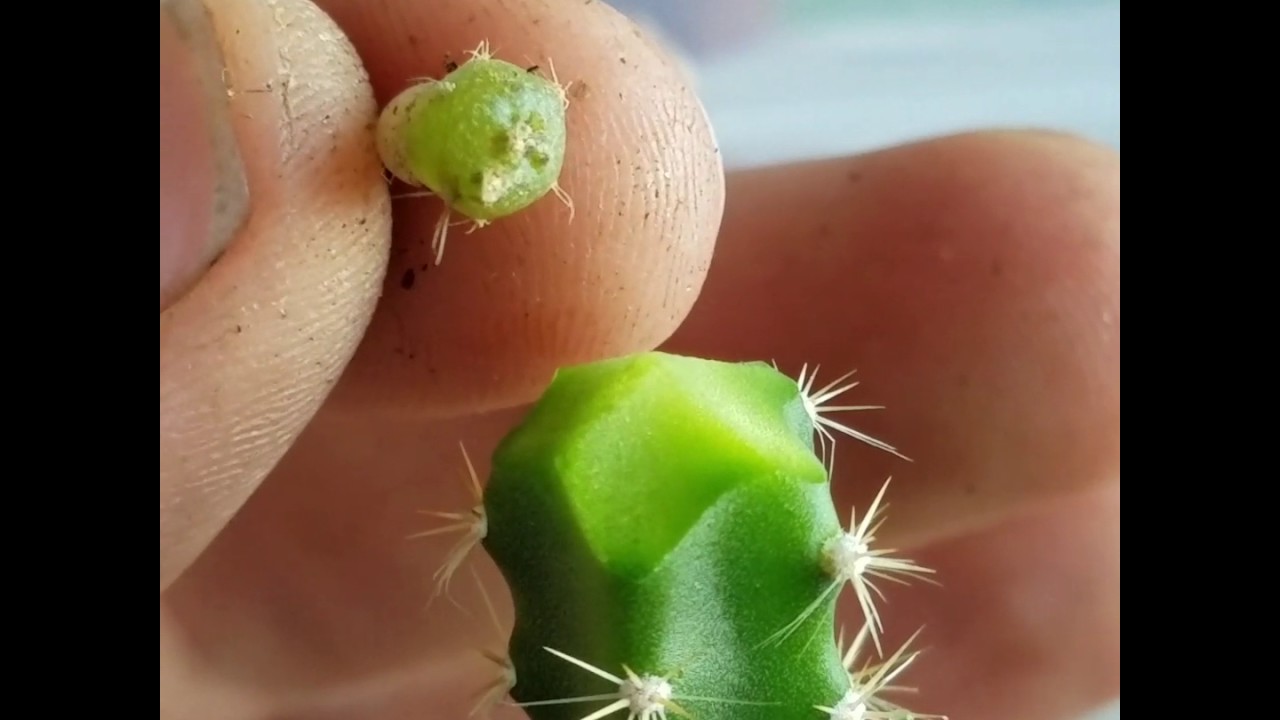 Micro grafting onto selenecereus