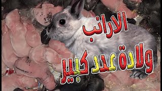 اتصرف اذاي الارانب ولدة عدد كبير وزيادة الحليب(19)