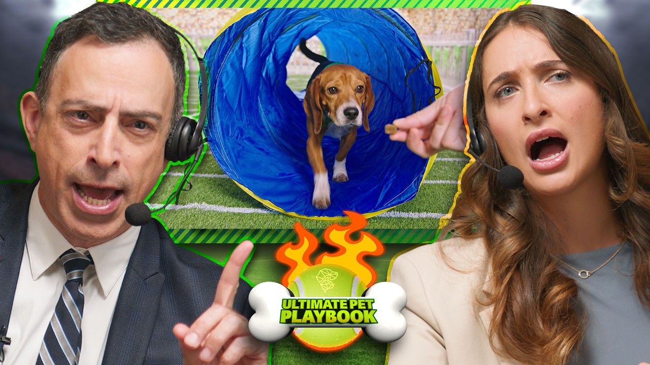 Toast the Beagle Competes in Agility Courses + Chooses His Favorite Dog Toy! | Ultimate Pet Playbook
