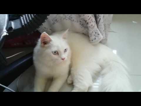  Kucing  Anggora Putih  Lucu Manis YouTube