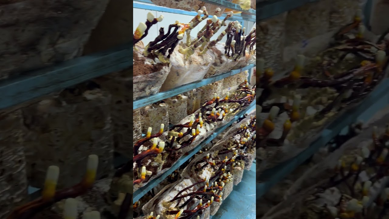 Cơ hội sản xuất phôi nấm lim xanh số lượng lớn đang chờ mọi người...