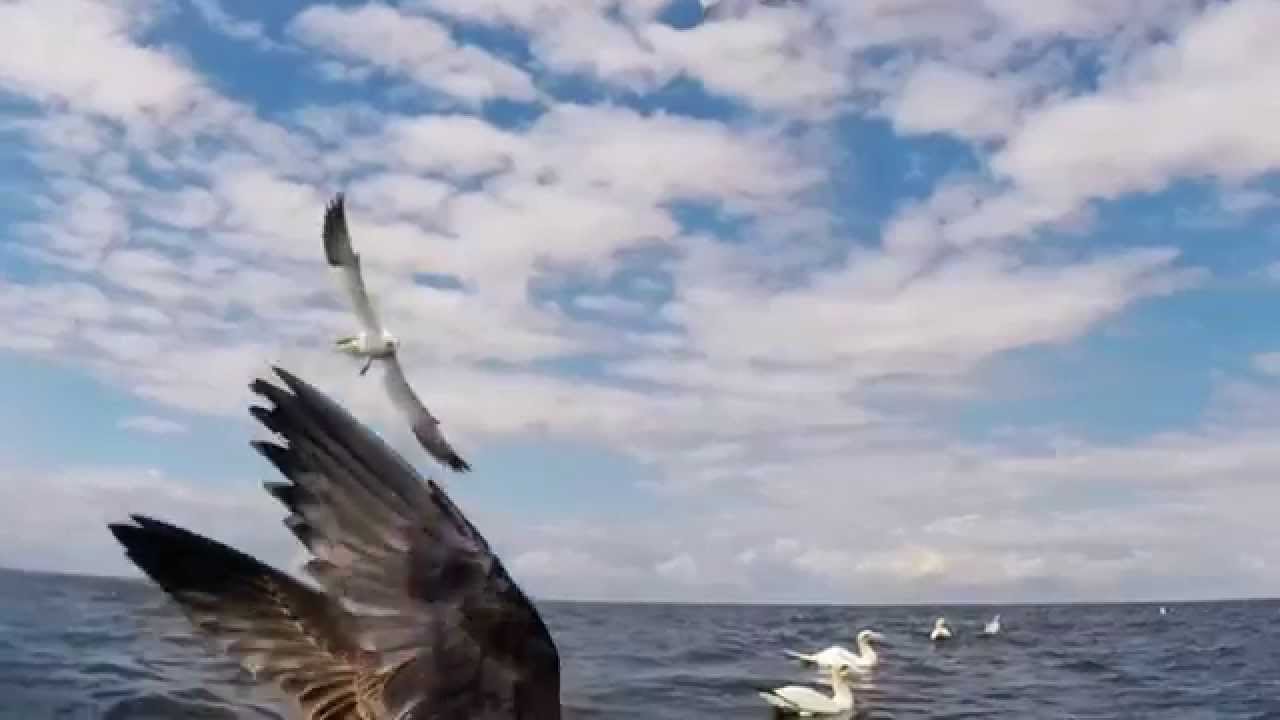 Gannet seabirds diving and feeding underwater - YouTube