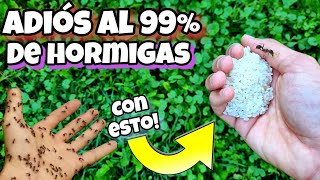 AQUÍ TE TRAIGO LA SOLUCIÓN para acabar con las HORMIGAS de tu casa, PLANTAS, jardín! REMEDIO CASERO