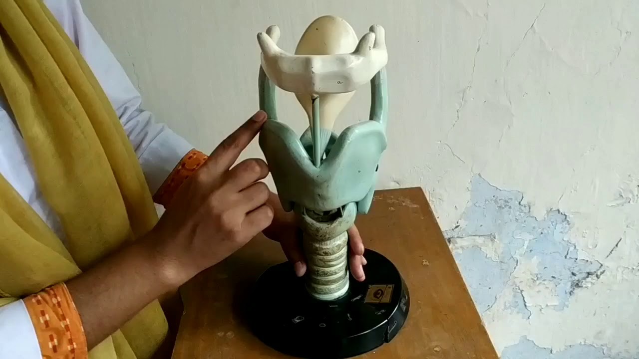 Anatomy Of Larynx Bangla Demonstration Of Larynx Dummy Of Larynx anatomy-of-larynx-bangla-demonstration-of-larynx-dummy-of-larynx