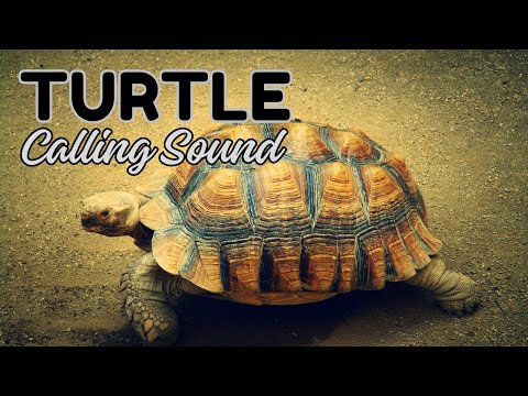 Turtle Calling Sound