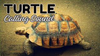 Turtle Calling Sound by Nature Voice Channel 444 views 3 months ago 15 minutes