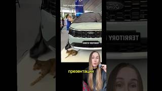 ПРЕЗЕНТАЦИЯ КОШКИ НА АВТОВЫСТАВКЕ: КОШКА СПАЛА НА ВЫСТАВКЕ