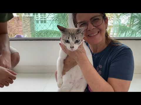 Vídeo: Como cuidar de um gatinho