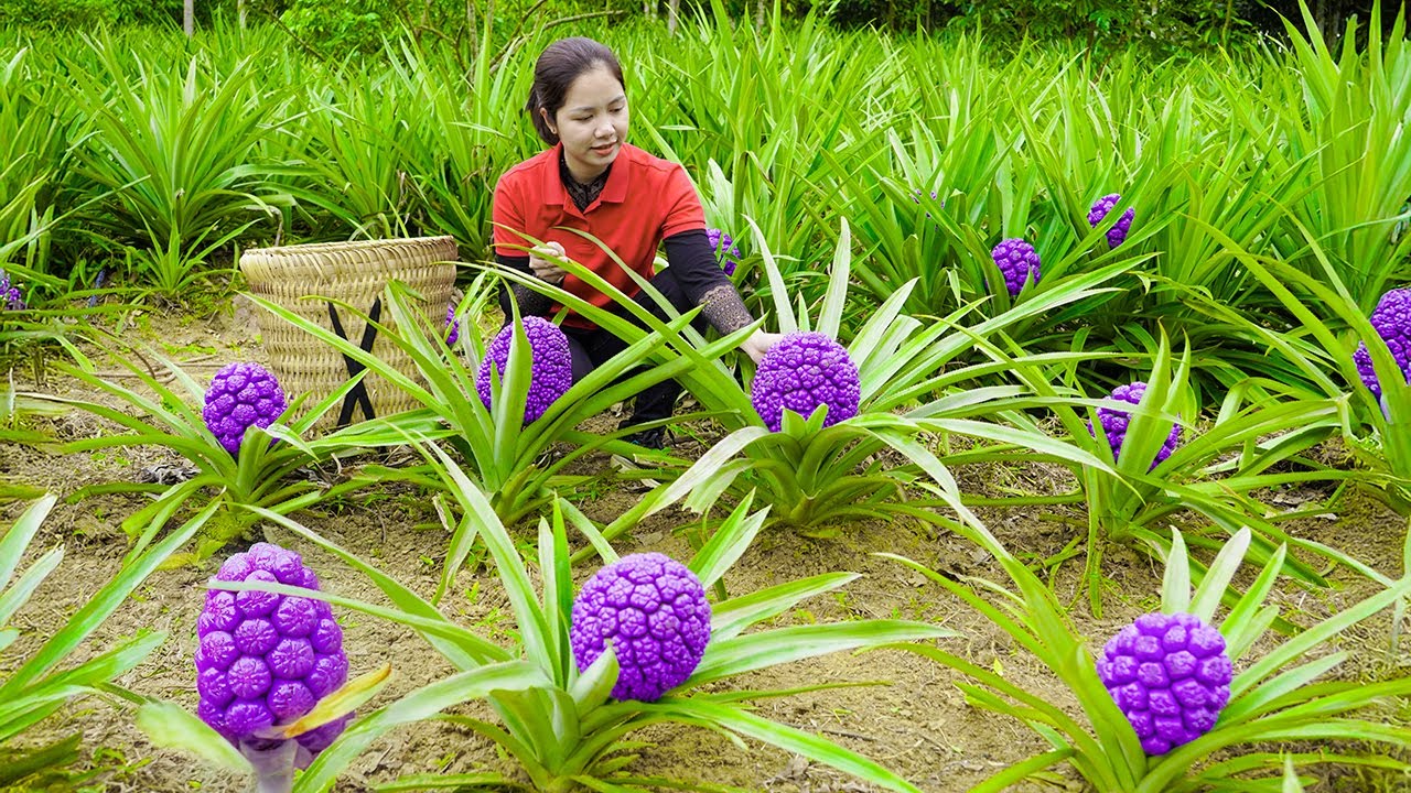 Harvesting 1000+ PURPLE Pineapple Wild To Sell At The Market, Free Bushcraft, Clean Up Garden