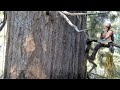Climbing old growth giant sequoia trees 2021 in 4k 10 minutes