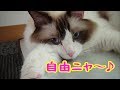 兄の帰りが遅いと大泣きした弟猫ハウル君 Howl the cat had a mournful meow when his brother is going to the vet.