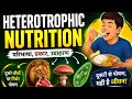 Heterotrophic Nutrition (विषम पोषी पोषण)| Class 10 Science