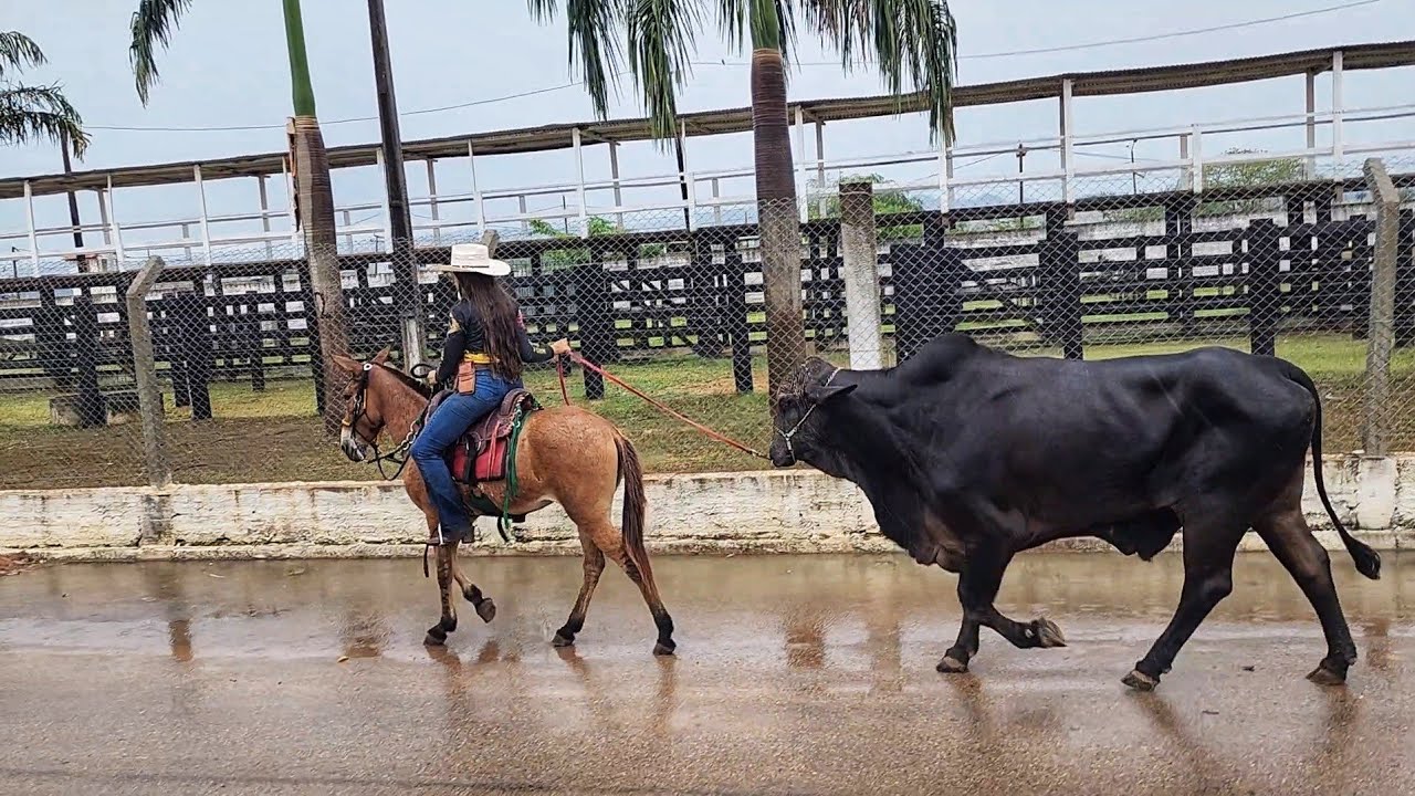 LEVAMOS OS ANIMAIS PARA A CAVALGADA DE SÃO FÉLIX DO XINGU - ExpoXingu2023