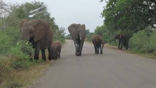 Elephant family with babies crossing the road in Kruger National Park...