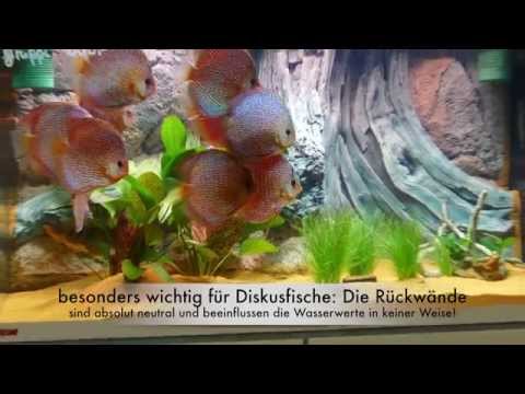 Einbau Back to Nature Rückwand in 300 Liter Becken