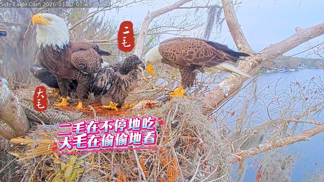 雕崽成长实录：二毛在不停地吃，大毛在偷偷地看，这是变天了吗？