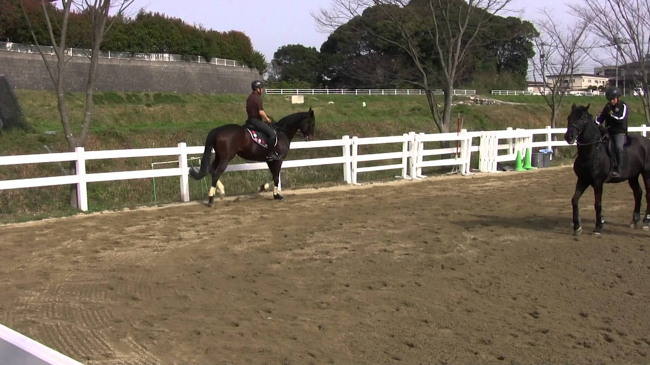 2013年 ジャパンカップ(GⅠ) | ジェンティルドンナ | JRA公式 2013年 ジャパンカップ(GⅠ) | ジェンティルドンナ | JRA公式