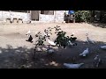 #Baku #Pigeons Всё о Бакинских голубях с уважаемым голубятником Баку,   д.Вагифом. часть-2.