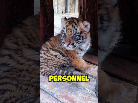 The Rescued Tiger 