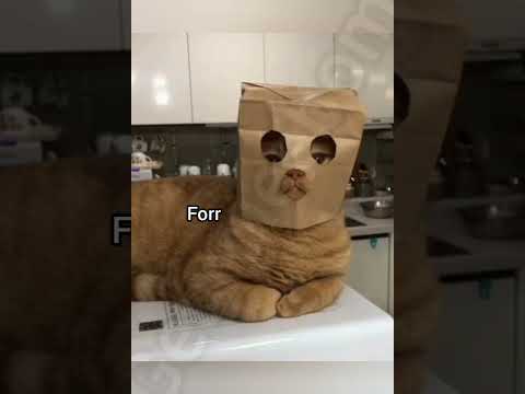 Someone You Would Smack With A Pan Cat Georgieebom Funny Fyp Memes 