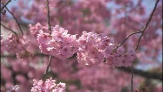 Video Background Bunga Sakura (Tanpa Suara)