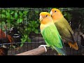 Rosy-Faced Lovebird Sounds - Orange Headed Opaline, Green & Dark Green