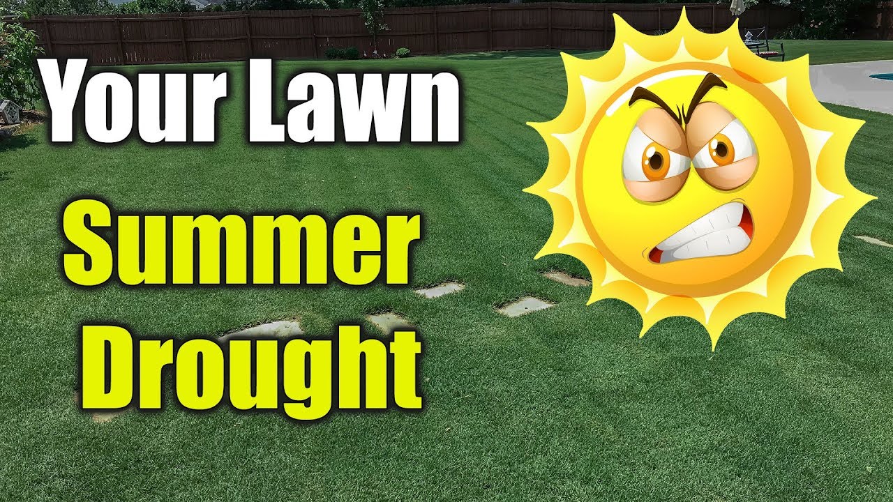 Summer Lawn Care - Hot Dry Drought Conditions - YouTube