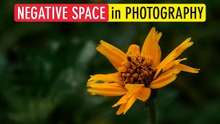 Negative Space in Photography (5 Ways to Use Negative Space in a Photograph) | Sonika Agarwal