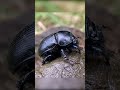 The Dung Beetle - The Strongest Animal