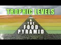 Exploring The Everglades Food Pyramid And Ecosystem Dynamics