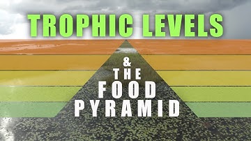 Trophic Levels and Food Pyramids