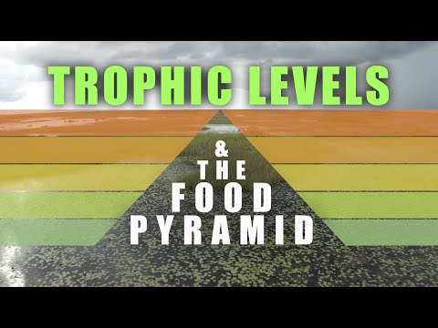 วีดีโอ: ทำไม trophic ปิรามิดเป็นปิรามิด?
