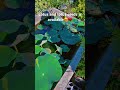 Chandi flora nursery Amritsar 😊#plants #shortfeed #shorts
