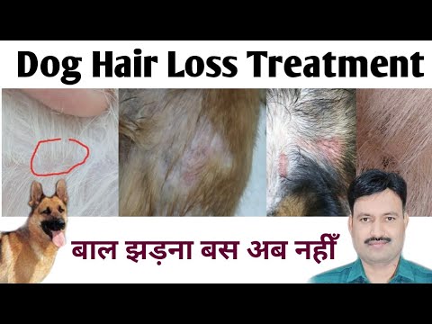 dog hair loss treatment / dog ke baal kyu jhadte  कुत्ते के बाल झड़ने की दवा dog hair fall treatment
