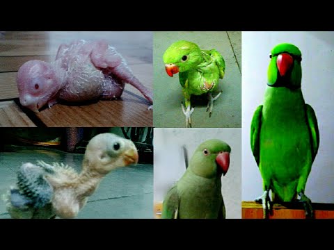 Parakeet Growth Chart