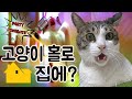 집사가 나갔다. 고양이 혼자서 무슨짓을? : 병맛 고양이 예능 10편 | 고양이 산책