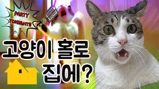 (ENG SUB) Cats are Alone in Home | CatOutdoor