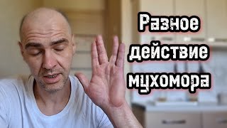 Один и тот же гриб по разному действует, почему? Мне понравилось, а друг не понял.