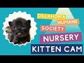 Oklahoma Humane Society Live Stream