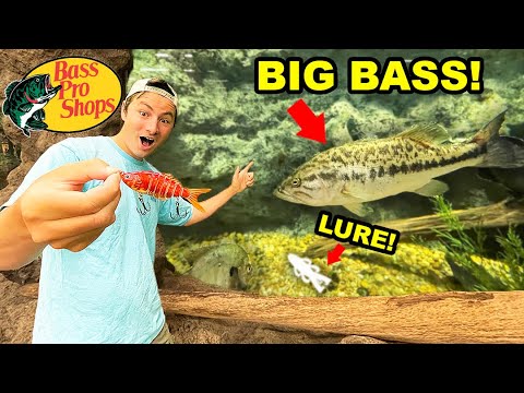 Bass Pro Shops Fish PICKS My LURES Fishing CHALLENGE (BIG FISH