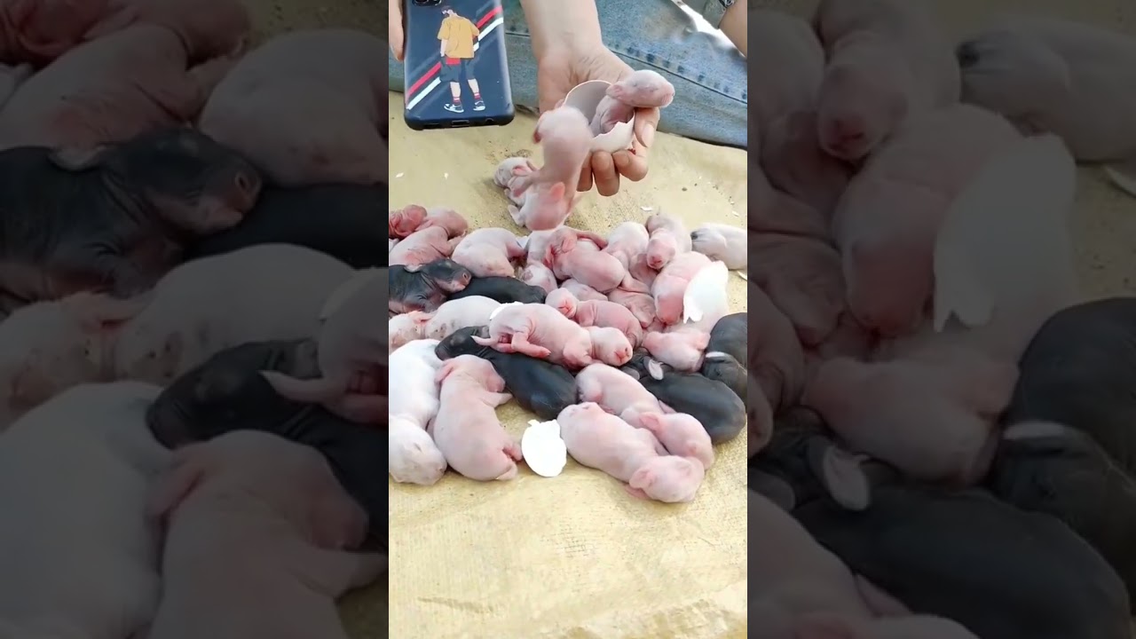 "Egg Rabbit Birth Magic! 🥚🐰✨🍼"