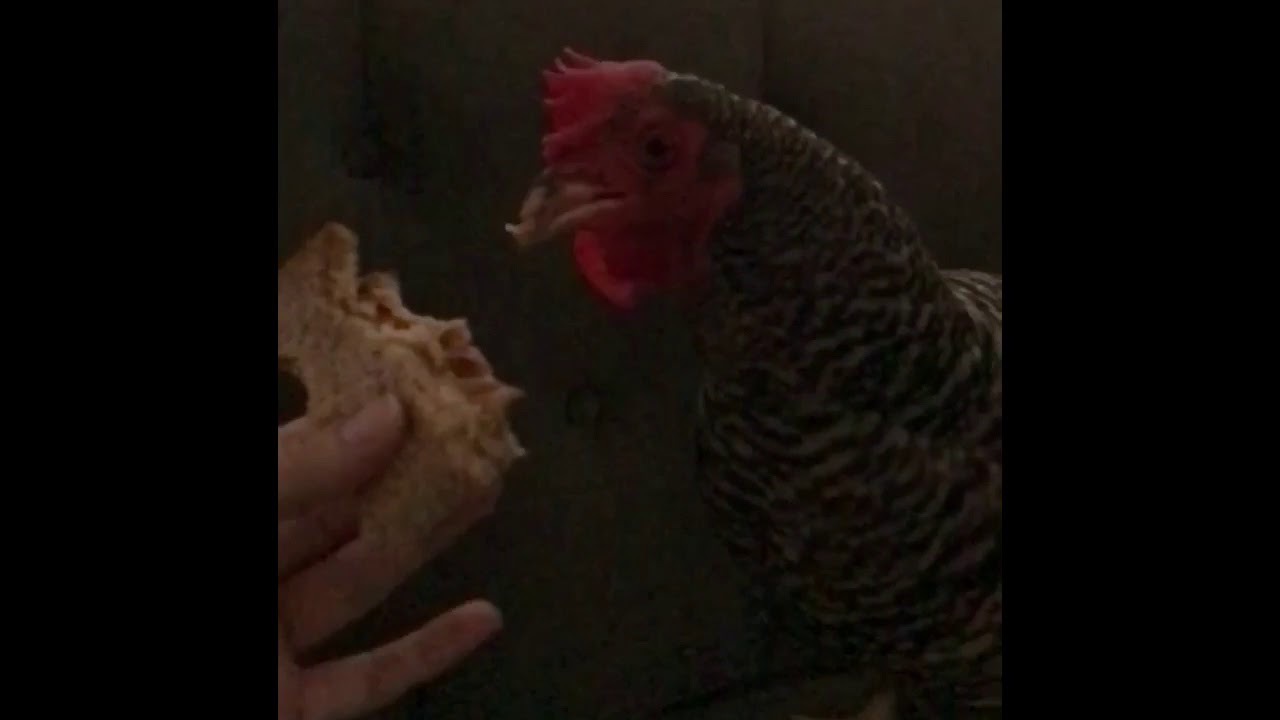 SloMo Chicken Eating Peanut Butter Sandwhich YouTube