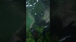 Diving A Chalk Stream In The UK!
