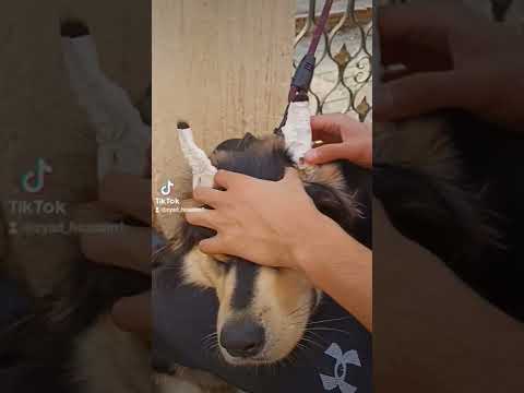 لما تعمل دعامة للكلب و ودنة تقف