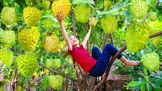 Harvesting Mutant Soursop  Make a refreshing drink for the summer Goes to market sell