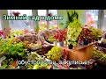 Зимний сад - обустройство, закулисье. Как зимуют мои растения.
