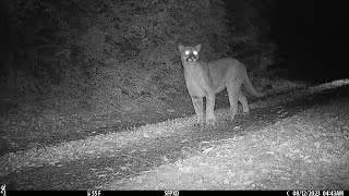Bobcat vs Cougar - Size Comparison - Browning Strike Force Pro XD Trail Camera