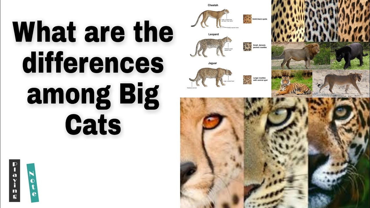 Differences between Leopard, Cheetah, Jaguar, Puma, BlackPanther, Tiger and  Lion | Playing Note - YouTube