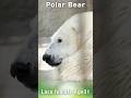 飼育員さんに気づいたララ…扉の前でじーっと待つ♡#ホッキョクグマ #polarbear #shorts